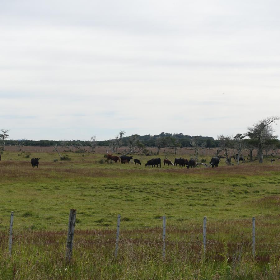 Dsc09781